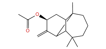 (-)-Marsupellyl acetate